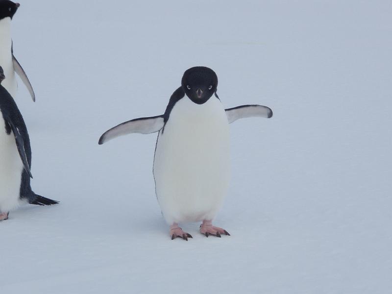 Adelie penguins 3.JPG